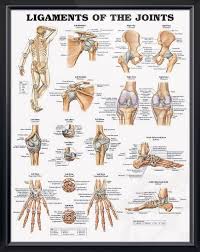 Ligaments Of The Joints Chart 20x26 Physical Therapy