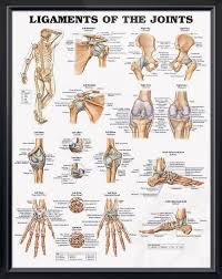 ligaments of the joints chart 20x26 physical therapy