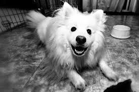 Black American Eskimo Dog Black And White Sunday Caught In The Headlights Big Dog Little Dog American Eskimo Dog Cute Dogs