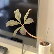 Image result for Amorphophallus abyssinicus