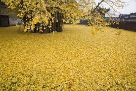 千年的守候 只为你护这海晏河清 才府 ginkgo tree ginko tree beautiful tree