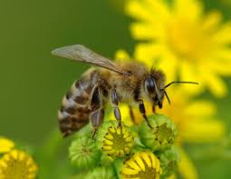Yet little is known about the array of species living on every continent there are over 16,000 known bee species in seven recognised families. Science Identifies Rare Healthy Sugar In Native Stingless Bee Honey