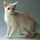 German Rex Cat Breed - Facts and Personality Traits | Hill ...