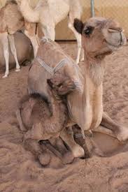 Out in the desert, under the burning sun see the camel walking, having camel fun. Camels