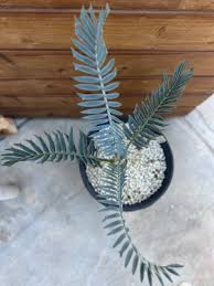 Image result for Encephalartos