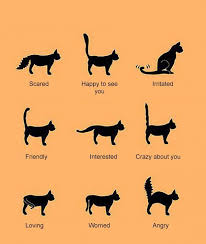 Cat Body Language Examples And Pictures Cat Body Cat Language Cat Facts