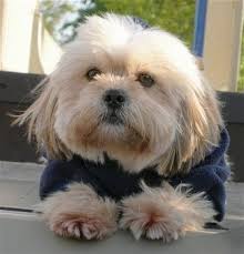 Apr 12, 2021 · the lhasa apso white is characteristically hardy, clever, and watchful. Shih Apso Dog Breed Information And Pictures