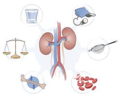 Kidney Disease Causes And Prevention Fresenius Medical Care
