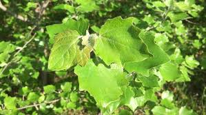 Image result for Populus ×  canescens