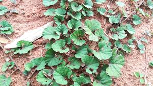 Image result for Merremia emarginata