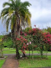 Le jardin a gagné de nos jours un renom international et françois mitterrand y a même planté son arbre. Carole Delavault On Twitter Jardin Botanique De Pamplemousse Ilemaurice Douceurdevivre Beautesdumonde
