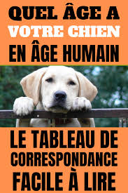 Epingle Sur Astuces Pour Chiens Chats