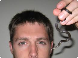 Black And Orange Snake Florida Poisonous Florida Ringneck Snake Ring Around Neck Black Orange Belly Fl Snake Snake Ring Black