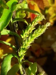 Image result for Salix babylonica