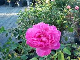 Buy now * paradise hybrid tea rose. Pink Peace Hybrid Tea Rose Youtube