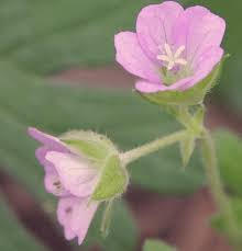 Image result for Dictyophleba lucida