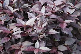 Image result for Alternanthera