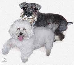 All About Oxalate Bladder And Kidney Stones In Your Dog And How To Manage Them Dog Remedies Dogs Your Dog