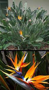 We Picked Up One Of These To Put In A Container Its A Bird Of Paradise Plant Or A Crane Flower Plant Birds Of Paradise Plant Planting Flowers Plants