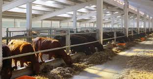 Comentarii despre ferme de vaci, vaci de lapte. Importuri È™i Oferte De Bovine Angus La Ferma Karpaten Meat Sibiu Karpaten Meat Group
