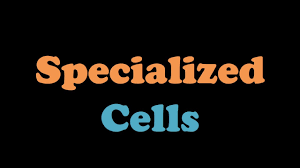 · the dynamic cells, structural organization of the plant cell, specialized plant cell types, chemical foundation, biochemical energetics. Specialized Cells Youtube