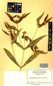 Image result for Aspilia kotschyi