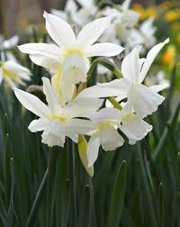 Mini Daffodil Thalia Daffodil Bulbs Bulb Flowers Daffodils