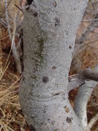 Image result for Commiphora angolensis