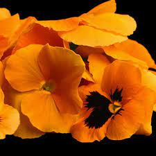 Pin On Pansies