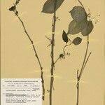 Image result for Erythrococca atrovirens