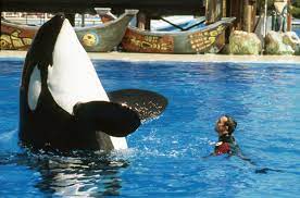 I trained killer whales at SeaWorld for 12 years. Here's why I quit. | Vox