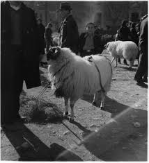 1937 Istanbul Koyun Pazari 2020 Istanbul Deve Koylar