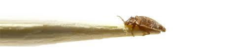 They're attracted by warmth and the. Bed Bug Pest Control Services Masterguard Pest Control