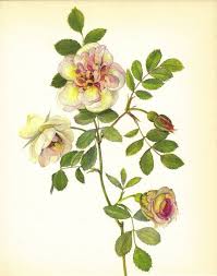 Free Vintage Floral Art Prints Free Rose Print 1960 S Floral Botanical Print Vintage Flower Print Botanical Art Prints Rose Art Vintage Botanical Prints