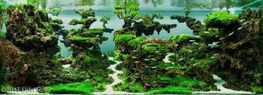 Cips (china international pet show) and cfaa (china fisheries aquascaping association) aim to bring people together in their passion for the freshwater aquarium and the aquascaping hobby. 2017 Aga Aquascaping Contest 421 Aquascape Tropical Aquarium Aquarium
