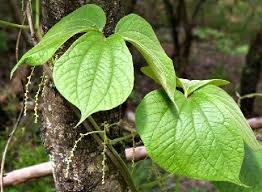Image result for Dioscorea dregeana