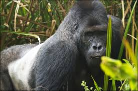 Check spelling or type a new query. Eastern Lowland Gorilla Wikipedia