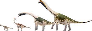 Skull study of europasaurus fossils throws up jurassic puzzle a study of the skulls of a late jurassic dwarf sauropod whose fossils have been. Europasaurus Dr Friedrich Pfeil Publishing