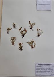 Image result for Cyperus squarrosus