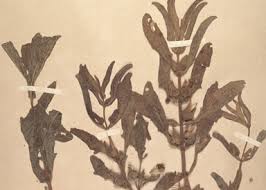 Image result for Thunbergia annua