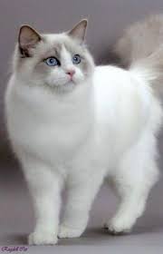 Ragdoll Cats Facts Health Benefits Cats Cute Cats Cat