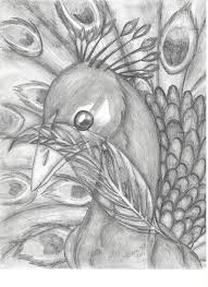 Image Result For Drawing For National Bird Drawings Art Bird