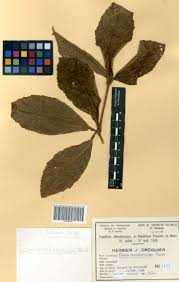 Image result for Cyphostemma crotalarioides