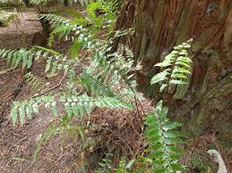 Image result for Asplenium normale