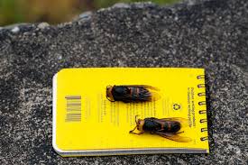 Leafcutter ants take vegetation to their underground nests, chew it up and use this mulch to grow a special fungus that they eat. Murder Hornets Vs Honeybees A Swarm Of Bees Can Cook Invaders Alive The New York Times