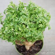 Image result for Afrosciadium