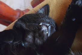 Maybe you would like to learn more about one of these? Halaman 2 Wallpaper Cakar Kucing Imut Hd Unduh Gratis Wallpaperbetter