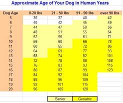 Dog Age How Old Is Your Dog In Human Years
