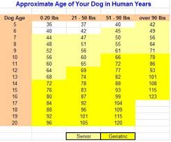 Dog Age How Old Is Your Dog In Human Years