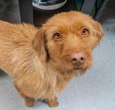 Fox Terrier (Wirehaired) Adoption in New York: Fox Terrier (Wirehaired)  Puppies for Sale in New York